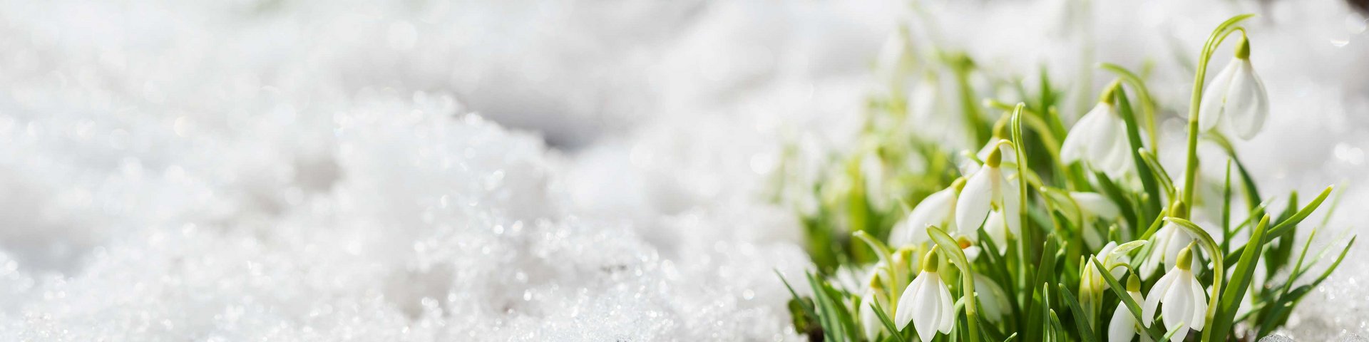 Billedet viser en gruppe hvide sneklæder, der blomstrer mellem sneen. De små blomster står i kontrast til den hvide sne og giver et indtryk af forår, der nærmer sig, selvom vinteren stadig er til stede.